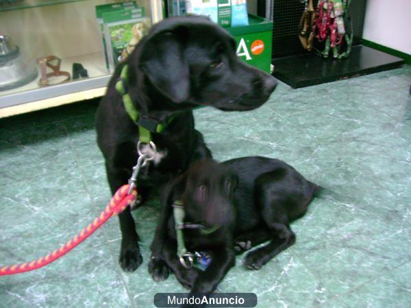 PERRA NEGRA MEDIANA, JOVEN Y CACHORRA 3 MESES NEGRA ENCONTRADAS - EMBALSE DE SANTOMERA, MURCIA