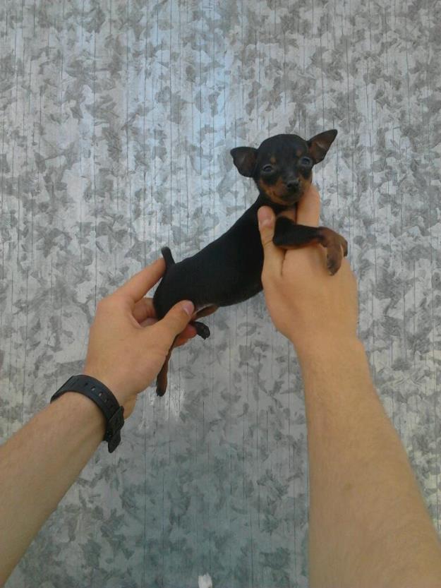 pinscher mini selectos