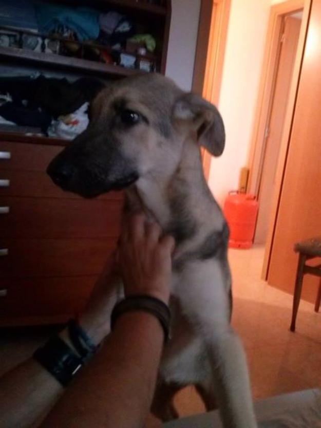 Regalo cachorra de 4 meses