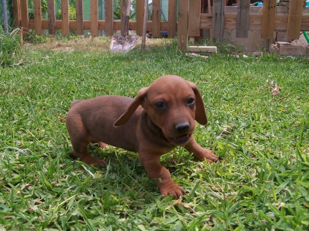 Teckel, Varios cachorros pelo corto y duro