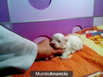 ultimo cachorrito de bichon maltes muy pequeño