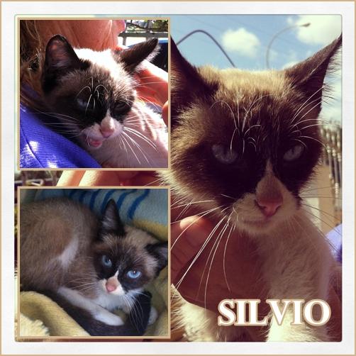 SILVIO. Siamés hermoso y jovencito busca hogar.Sevilla