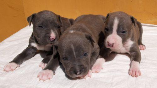 cachorros blue azul American Staffordshire