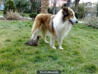 Cachorros rough collie - lassie - mejor precio | unprecio.es