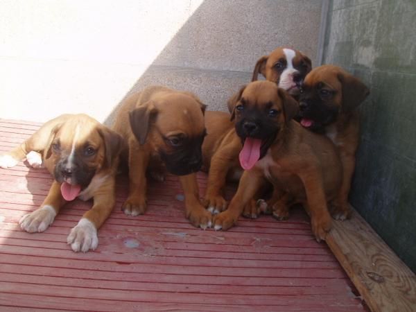 Camada de boxer inigualable