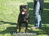 Camada de rottweiler