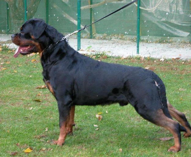 CAMADA ROTTWEILER DISPONIBLE