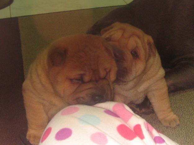 EXCELENTES CACHORROS DE SHAR PEI