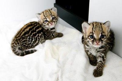 macho y hembra Bengala gatitos para su adopcion