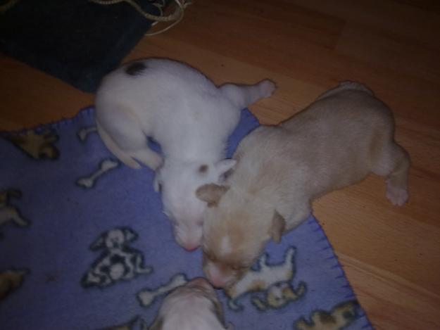 se venden cachorros de pitbull