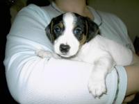 ultimos cachorros JACK RUSSELL con PEDIGREE