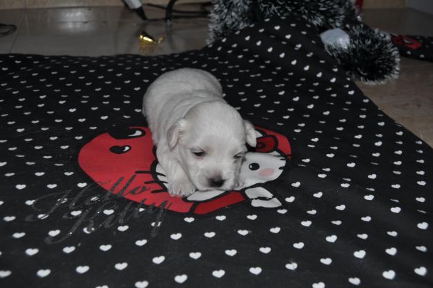 Cachorritos bichon maltes buscan familia.