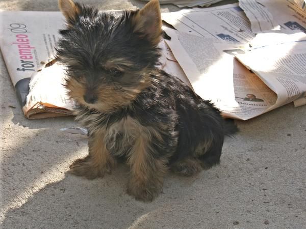 cachorritos yorkshire terrier