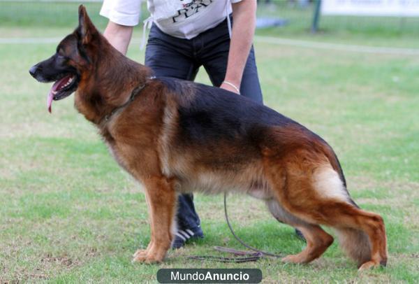 Cachorros de Pastor Aleman Tatuados