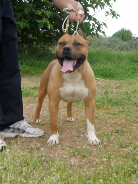 Camada de American Staffordshire Terrier