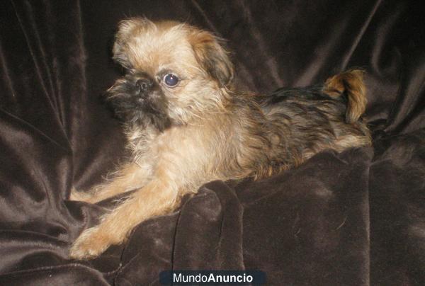 Griffon de Bruselas cachorro