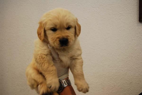 inteligentes cachorros de golden retriever, de  muy buena calidad