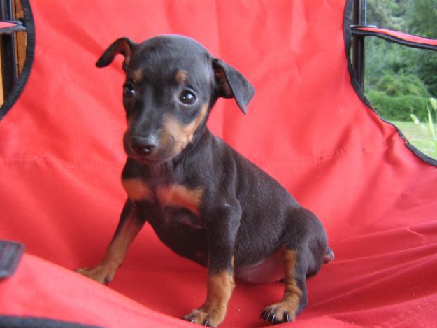 pinscher mini cachorros