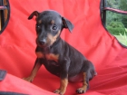 pinscher mini cachorros - mejor precio | unprecio.es