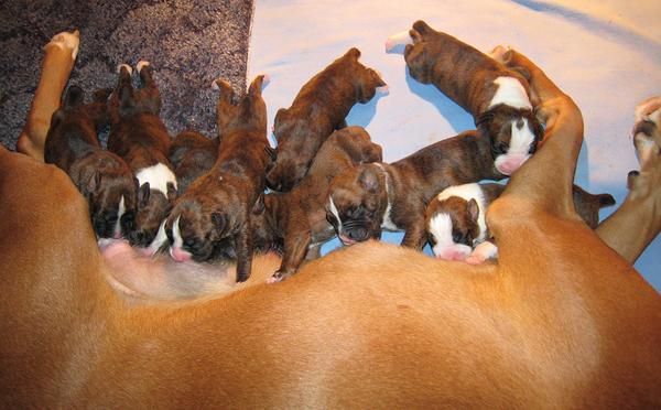 ULTIMOS CACHORROS DE BOXER