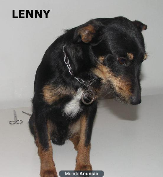 Leny, perrito en adopción.