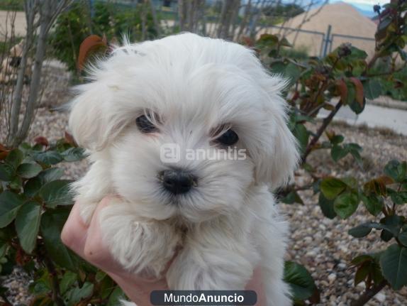 bichon maltes!!380€!!!enanos!!hembra