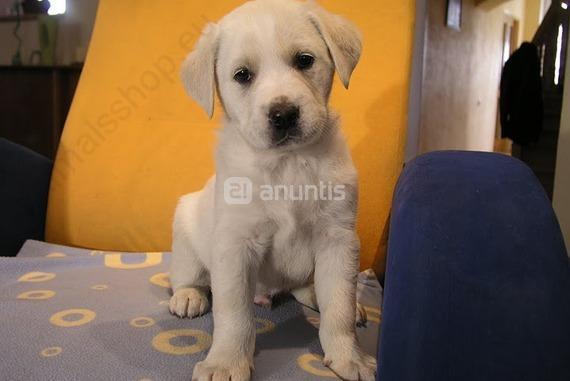 Cachorrita de Labrador retrevier