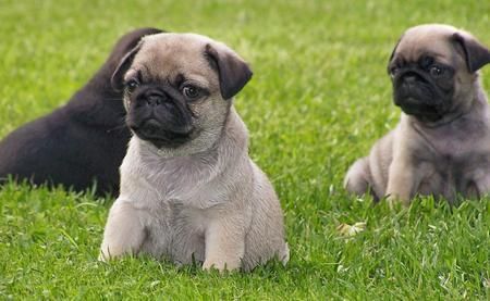 Cachorro macho pug dos meses y medio