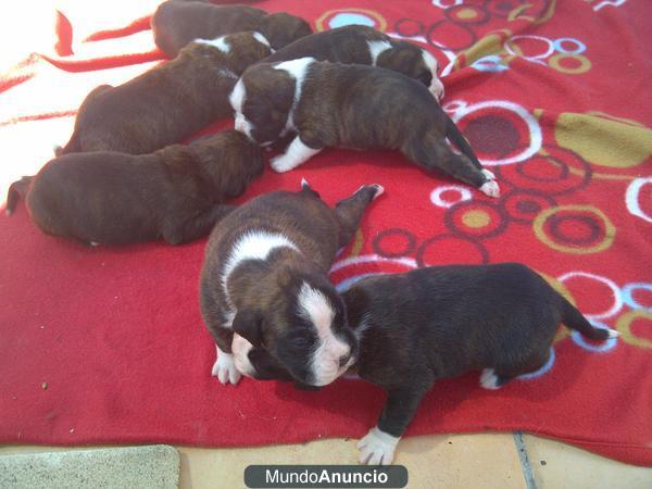 cachorros de boxer con pedigree