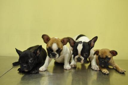 CACHORROS DE BULLDOG FRANCES