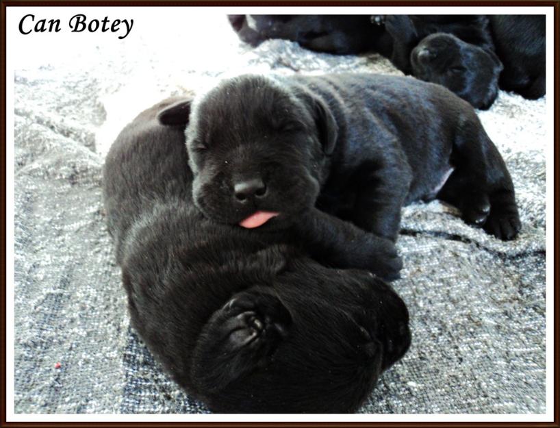 Cachorros de Labrador Retriever