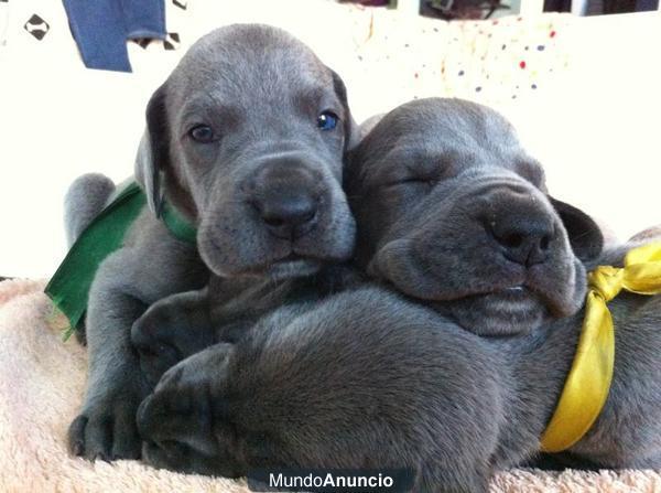 Cachorros dogos aleman azul