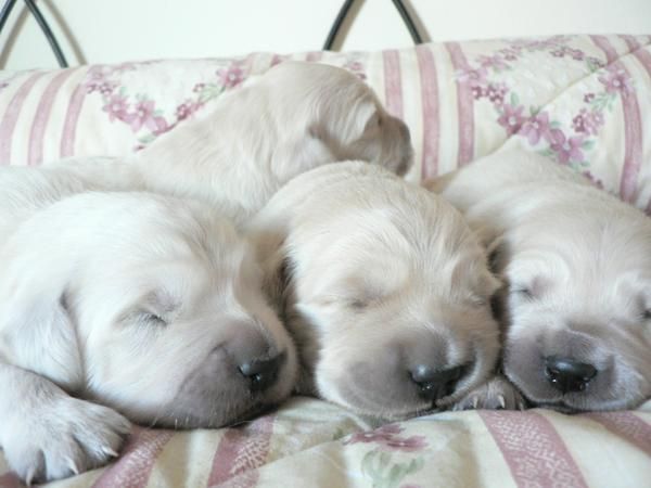 Cachorros golden retriever