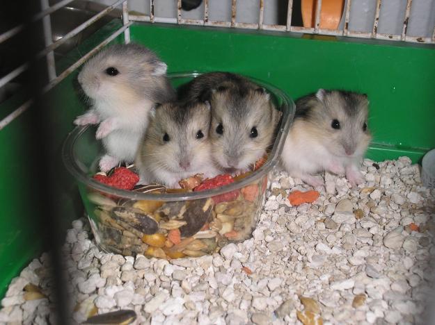 hamsters rusos