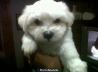 Macho Bichon maltes - mejor precio | unprecio.es