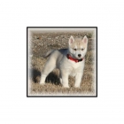 nuestros cachorros Siberian Husky están registrados - mejor precio | unprecio.es