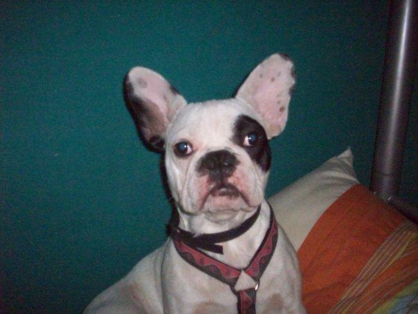 PERDIDO PERRO BULLDOG FRANCES BLANCO EN SARRAL (TARRAGONA)