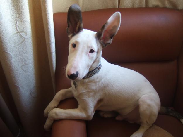 REGALO BULLTERRIER PURO