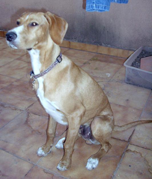 Regalo Podenco Andaluz de 6 meses