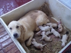 Se venden cachorritos puros golden retriever - mejor precio | unprecio.es