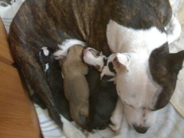 VENDO CACHORROS AMERICAN STAFFORDSHIRE TERRIER