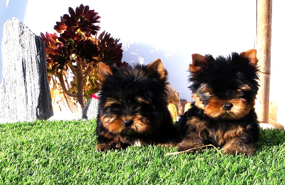 Yorkshire Terrier