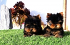 Yorkshire Terrier - mejor precio | unprecio.es