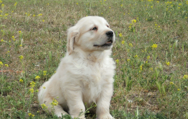 Cachorrita Golden Retriever