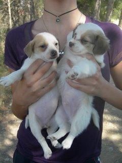 CACHORROS DE RAZA PEQUEÑA