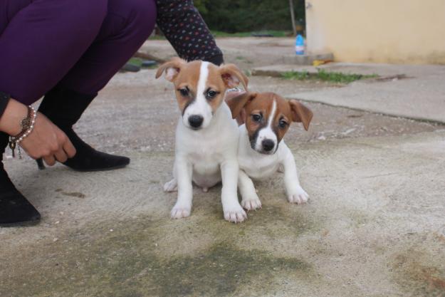 Camada Jack Russell 250€