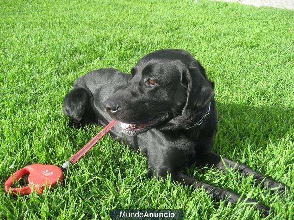 Labrador color negro