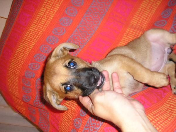 se da en adopcion cachorrita mestiza