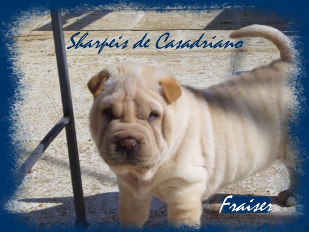 ULTIMO CACHORRITO SHAR PEI DE CASADRIANO PARA SAN VALENTIN. LISTO PARA ENTREGAR