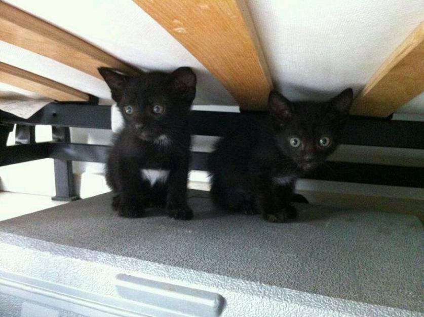 4 gatitos como perlas negras, se les acaba la acogida. ES URGENTE